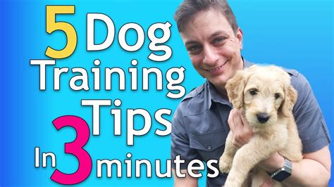 youtube dog training|best youtube puppy training videos.